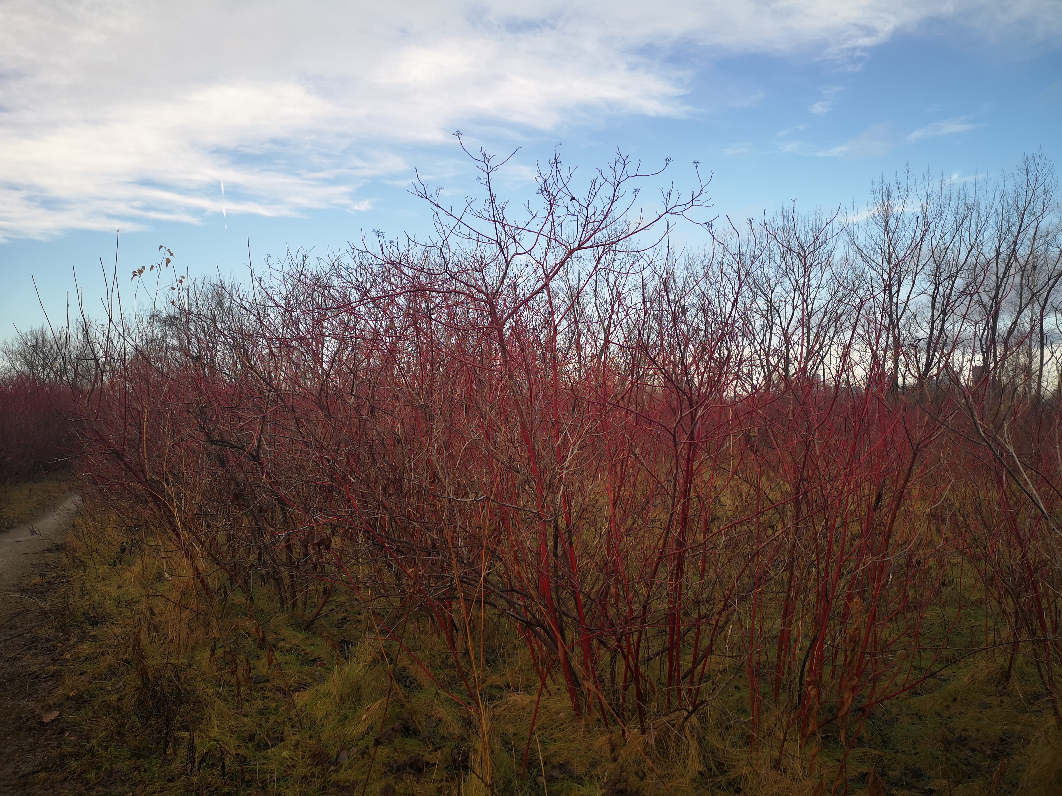 Nature balance — sage rocks and mist.